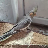 عروس هلندی|پرنده|شیراز, اکبر آباد|دیوار
