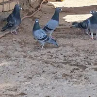کفتر پلاکی|پرنده|قم, جمکران|دیوار