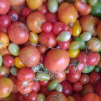 فروش گوجه فرنگی|خوردنی و آشامیدنی|قره ضیاالدین, |دیوار