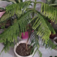 14عدد گل طبیعی سالم زیبا یکجا و جدا بفروش می‌رسد