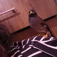 جوجه مرغ مینا نر|پرنده|تهران, کیانشهر|دیوار