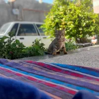 گربه خونگی|گربه|زید آباد, |دیوار
