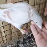 نروماده دورگ پرشی