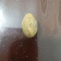 هبهاب آفریقایی خطی|جواهرات|زاهدان, |دیوار