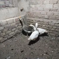 غاز