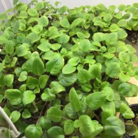 گل و گیاه آپارتمانی لوکس و کمجا