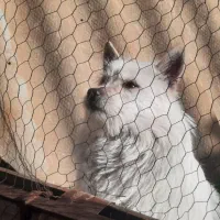 سگ شیتزو میکس نر ۸ماهه شناسنامه دار