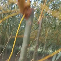 فرصت استثنایی برای دلالان وهمکاران نهال کار|خدمات باغبانی و درختکاری|گرگان, |دیوار