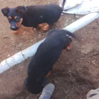 سگ روتوایلر