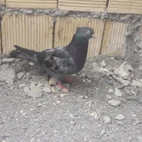 یک عدد کبوتر سبز نر مست فرفره معاوضه با کله سبز نر