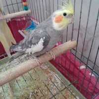 عروس هلندی نروماده|پرنده|اصفهان, مارچین|دیوار