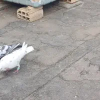 سبز .سار