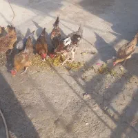 مرغ خروس محلی