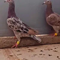 سار خطی هفت رنگ