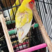 طوطی برزیلی