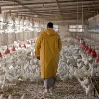 نیازمند کارگر مرغداری