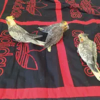 عروس هلندی نروماده