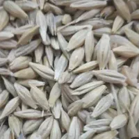 جو محلی درجه 1