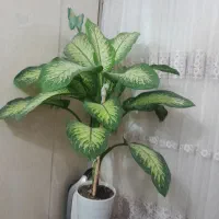 گل دیفن|گل و گیاه طبیعی|سرپل ذهاب, |دیوار