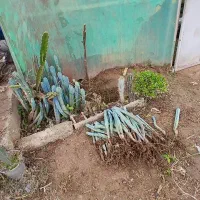 کاکتوس میرتلو