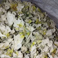 گیاه داروی ختمی کاکوتی بابونه  چای کوی و....