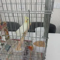 عروس هلندی