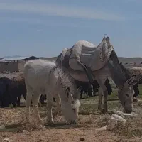الاغ کره دار درشت همراه کره ماده گله ای ب شرط