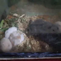 همستر خرگوش لپ فنچ|موش و خرگوش|شاهرود, |دیوار