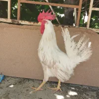 خروس اذان گو