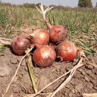 پیاز زرد|خوردنی و آشامیدنی|جوین, |دیوار