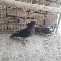 کبوتر تهرانی پرشی