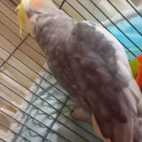 عروس زیبا|پرنده|قم, نخودی|دیوار