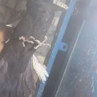 ماده سینه سیاه|پرنده|اهواز, پردیس|دیوار