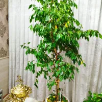 گل های طبیعی همراه گلدان