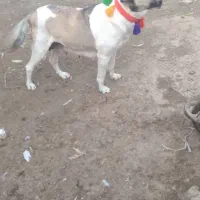 ماده عراقی|سگ|کبودرآهنگ, |دیوار