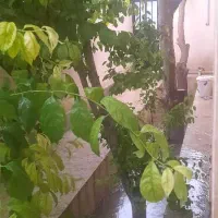 سهیلیه. ویلاباغ.. داخل بافت 3کنتور تلفون ثابت|فروش خانه و ویلا|رامجین, |دیوار