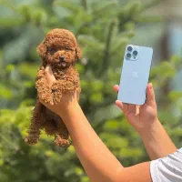 سگ توله توی پودل رنگ رد و دارک رد و نسکافه ای۲ ماه