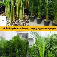 نخل اریکا در سایز های مختلف موجوده