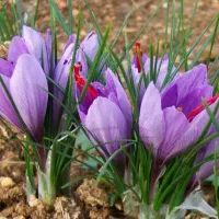 گل زعفران فروشی