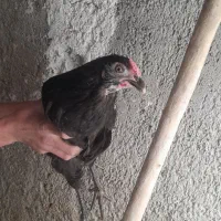 ۸ عدد مرغ سیاه با یک خروس