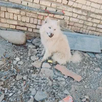 سگ سامویید|سگ|اصفهان, باغ زرشک|دیوار