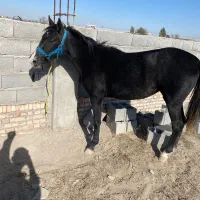 کره  مادیان|اسب و تجهیزات اسبسواری|اردبیل, |دیوار