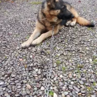 ژرمن ماده واگذاری|سگ|سنگر, |دیوار