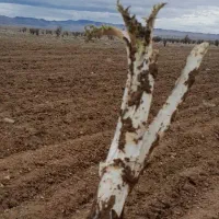 کنگر ریواسی