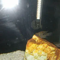 آکواریم با دو عددماهی