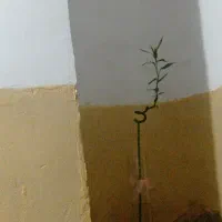 میوه برا مغازه داران