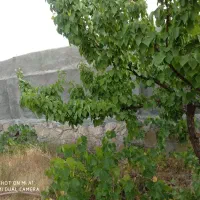 فروش قطعه باغ ۸۰۰ متری مناسب سرمایه گذاری|فروش خانه و ویلا|گلمکان, |دیوار