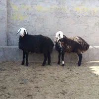 شال پلنگی دوقلو