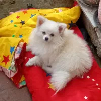 سگ پامرین خرسی ماده|سگ|قائم‌شهر, |دیوار