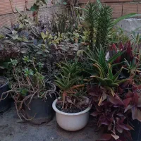 فروش گل های طبیعی یکجا وتکی